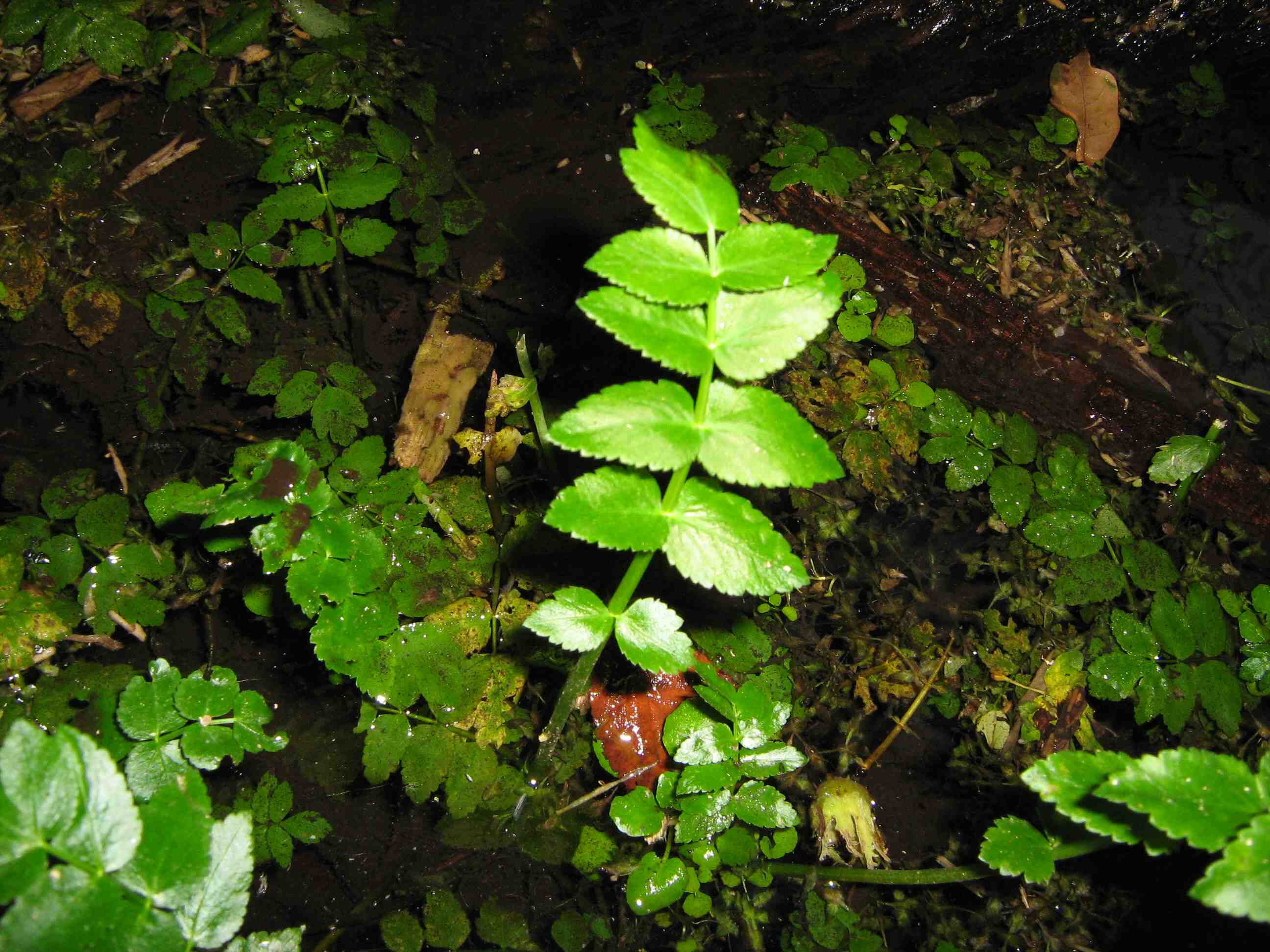 Pianta acquatica: unica foto...Apium nodiflorum